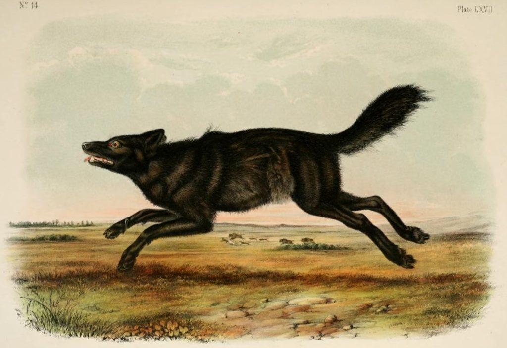A lithograph of an American Black Wolf drawn by John Woodhouse Audubon